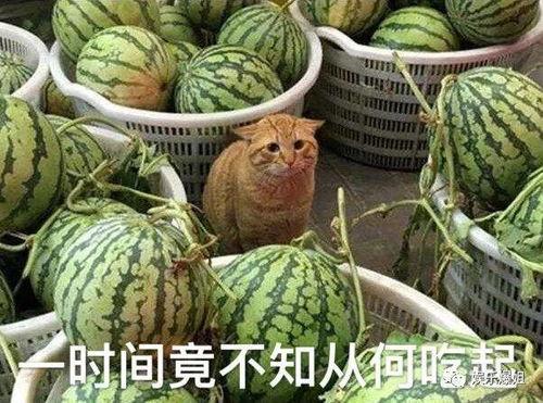 吃瓜逻辑,一场吃瓜群众的狂欢盛宴