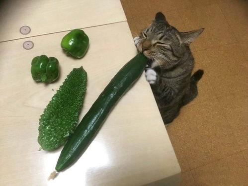 猫吃瓜柄,猫咪的瓜柄美食之旅