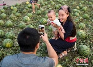 瓜田下吃瓜,探寻夏日消暑的美食之旅