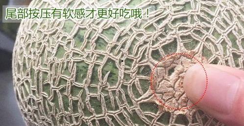 网纹瓜玫珑瓜挖着吃,挖着吃的清新口感之旅