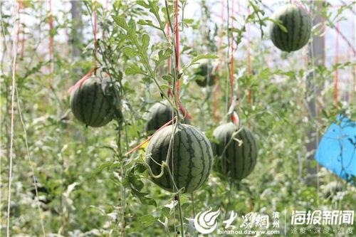 李九花楼吃瓜,揭秘娱乐圈幕后故事