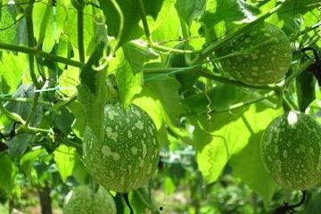 吊瓜苦可以吃  第2张