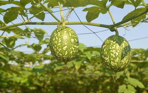 吊瓜苦可以吃  第3张